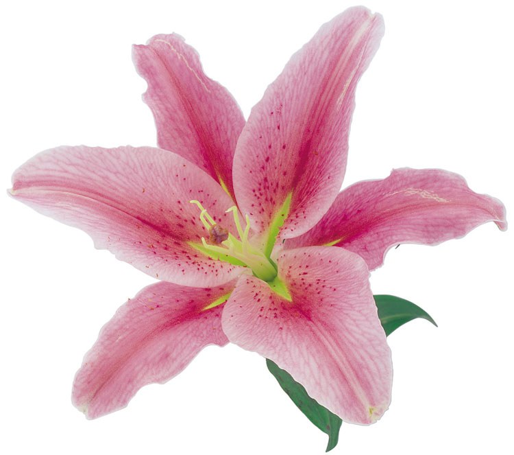 Лилия розовая (поштучно)