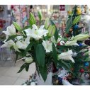 Лилия белая Liliaceae