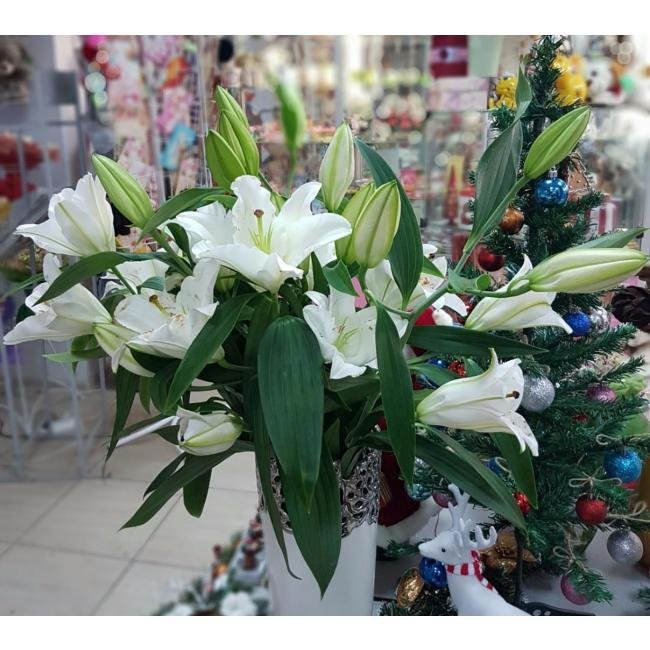 Лилия белая Liliaceae