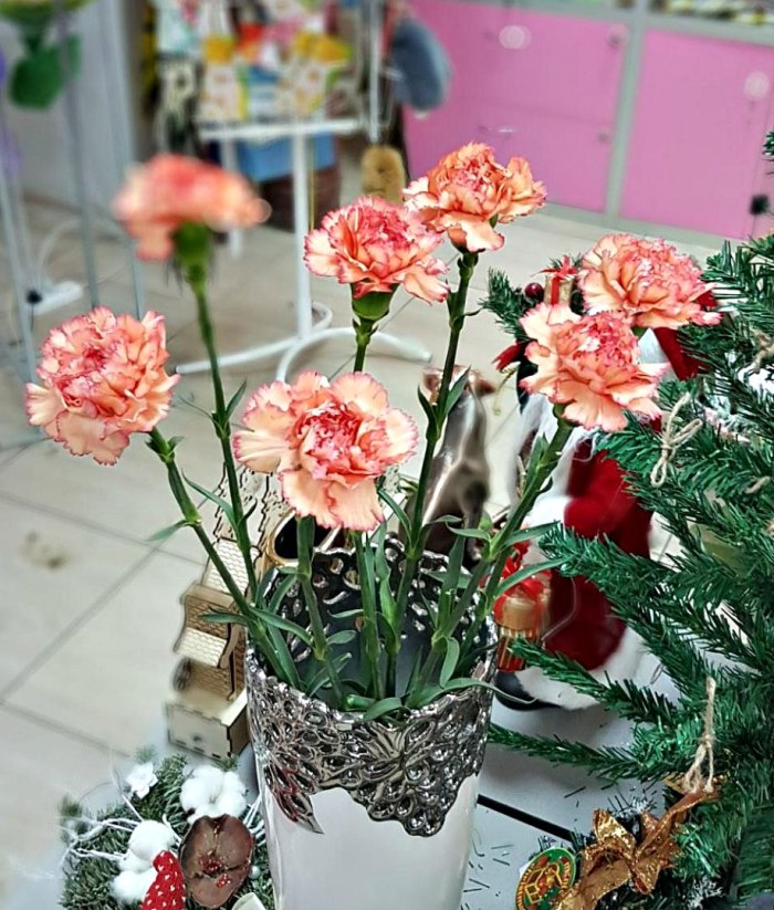 Гвоздика персиковая с розовой каймой (поштучно) — доставка цветов Пушкино